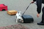 Pies Nutka wyszkolona do wykrywania substancji odurzających podczas przeszukania bagaży