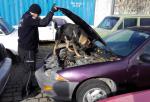 Pies Dżin wyszkolony do wykrywania wyrobów tytoniowych podczas przeszukania samochodu osobowego