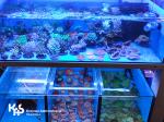 akwarium różnobarwnymi koralowcami