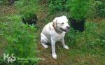 Pies Calimero siedzi między znalezionymi przez niego na plantacji, doniczkami marihuany.