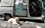 Pies Calimero siedzi przed dostawczakiem, w którym wywęszył 400 tys. sztuk papierosów.