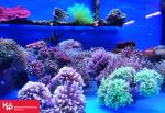 Akwarium z kolorowymi koralowcami.