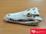 Spreparowana czaszka krokodyla z gatunku zagrożonego wymarciem