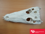 Spreparowana czaszka krokodyla z gatunku zagrożonego wymarciem