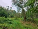 Na zdjęciu widoczna działka porośnięta roślinnością 