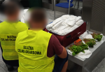 Dwóch funkcjonariuszy Służby Celno-Skarbowej przy otwartej czerwonej walizce wypełnionej białymi pakunkami oraz zielonymi liśćmi.