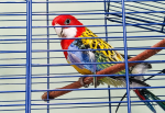 Papugi