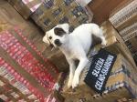 Zdjęcie przedstawia psa Diunę na tle nielegalnego towaru