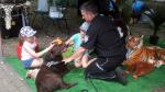 Dzieci w otoczeniu przewodnika głaszczą labradorkę Lokę, psa służbowego który leży i i odpoczywa po pokazie swoich umiejętności