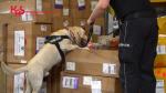 Pies przy akcji przeszukania przesyłki